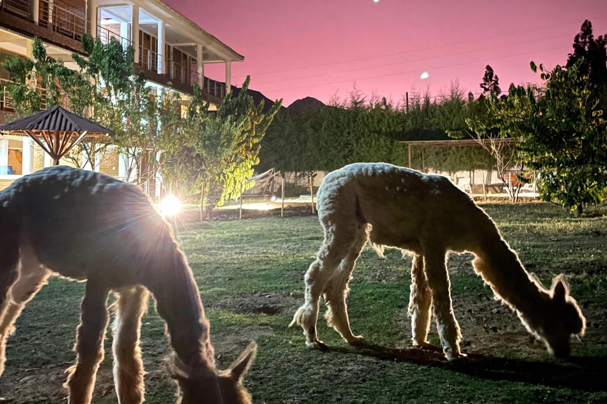 Runaway Eco Hotel Carhuaz Eksteriør bilde